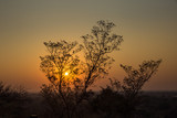 Sunset in behind Tree, South Africa, Africa