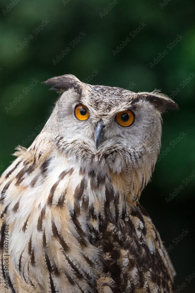 Close up of Eagle Owl with Orange Eyes (Bubo Bubo), Germany Close up of Eagle Owl with Orange Eyes (Bubo Bubo), Germany