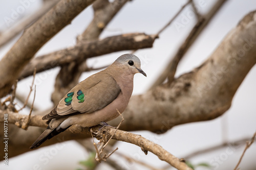 Emerald-Spotted Wood Dove (Turtur chalcospilos) Sitting on a Branch, South Africa, Kruger Park photo