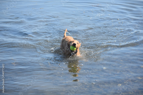 Photography Cute Toller Puppy Dog Retrieving a Tennis Ball