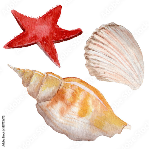 Watercolor shells set