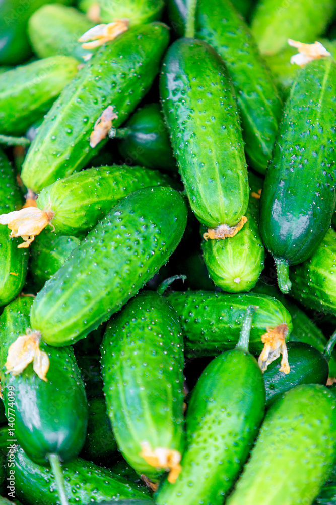 Fresh green cucumber. Cucumber background Fresh green cucumber. Cucumber background