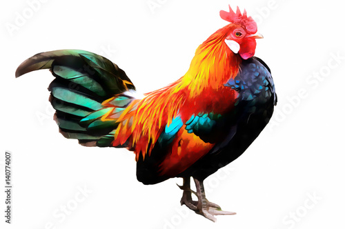 Rooster illustration. Cock Illustration © EwaStudio