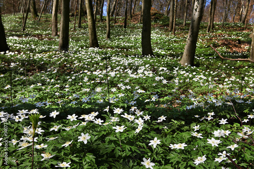 anemone nemorosa, Frühling, Wald