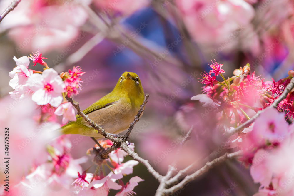 The Japanese White eye.The background is winter cherry blossoms. Located in Tokyo Prefecture Japan. The Japanese White eye.The background is winter cherry blossoms. Located in Tokyo Prefecture Japan.