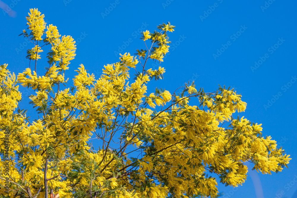 Mimosa flowers. Acacia Dealbata Mimosa. Mimosa Flowers on Blue Sky