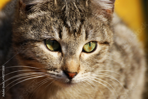 Striped gray cat. © NataliaL
