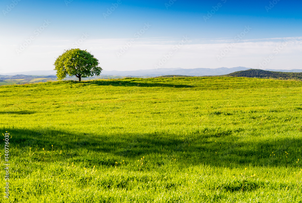 Tree in Tuscany. Countryside view in spring season