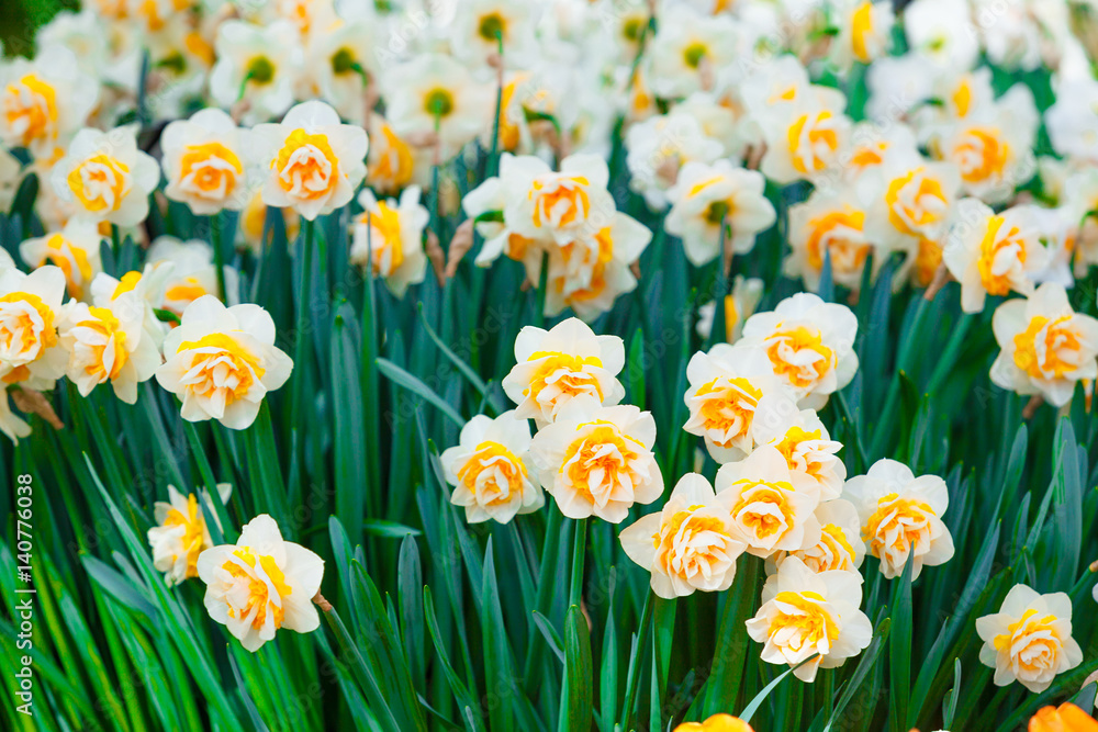 Fototapeta premium Narcissus flowers in garden. Beautiful Spring Flowers