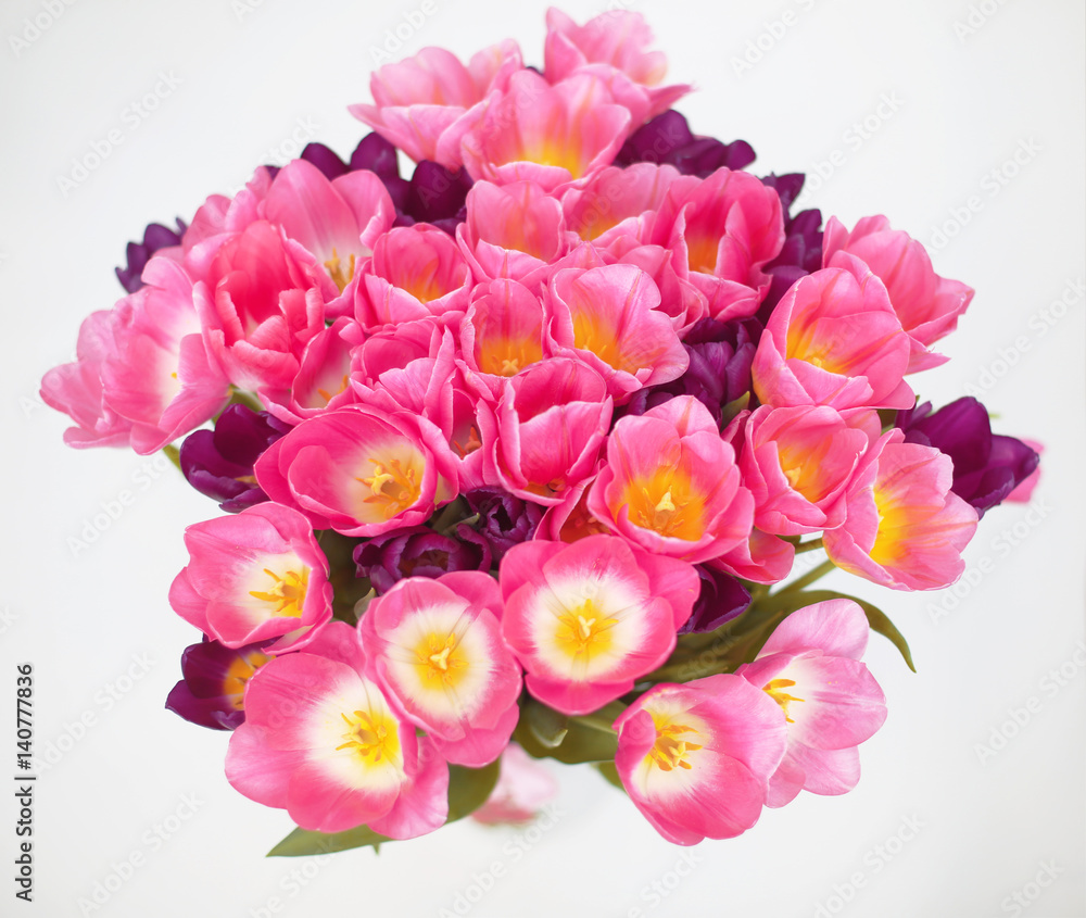 Fototapeta premium Pink tulips flower isolated on white background. a greetings card