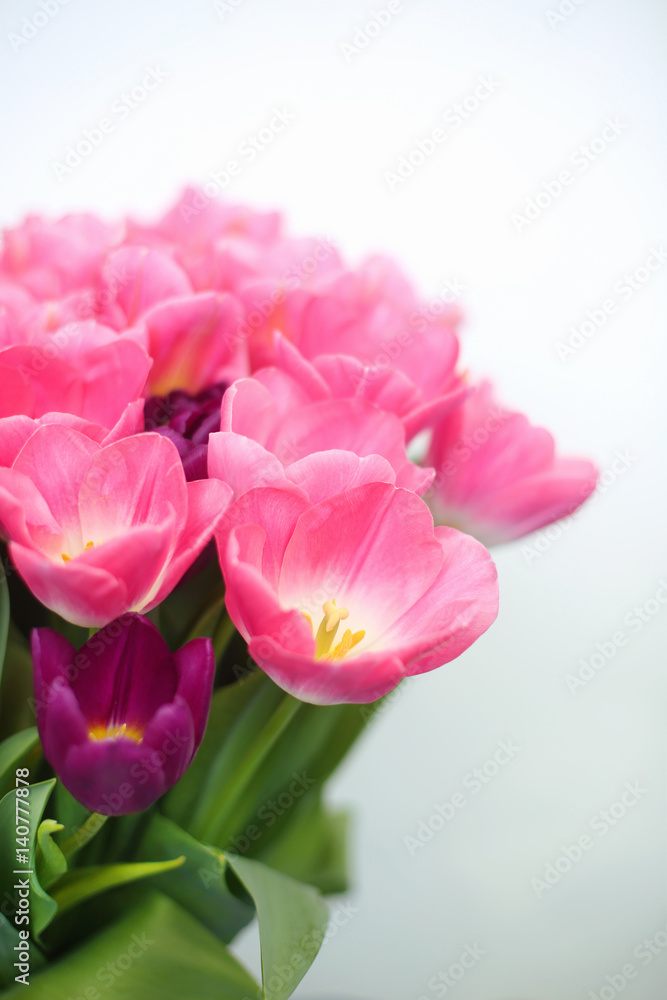 Obraz premium Pink tulips flower isolated on white background. a greetings card