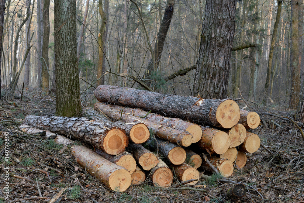 Pile of felled pine logs in the forest