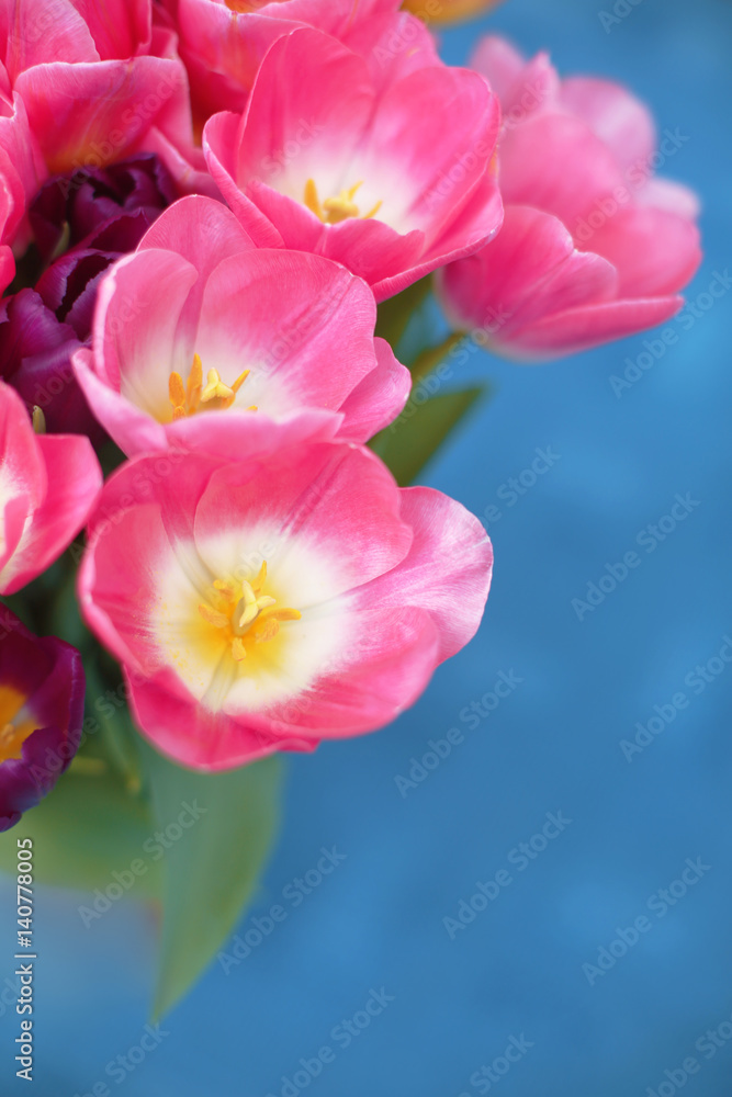 Pink tulips flower isolated on blue background. A greetings card. Pink tulips flower isolated on blue background. A greetings card.