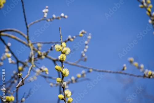 Flowered willow tree branches and blue sky