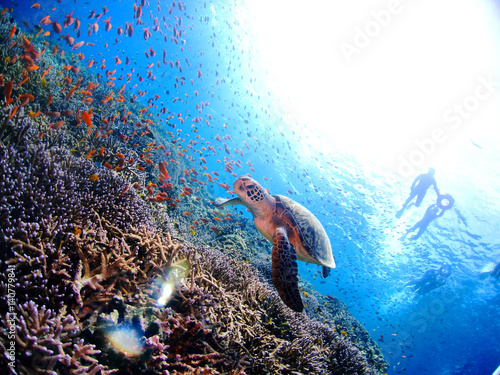ウミガメと珊瑚礁
