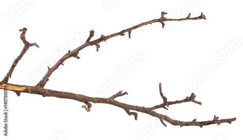 Dry branches of a pear tree isolated on a white background