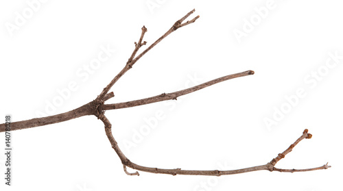 Dry lilac branches isolated on white background