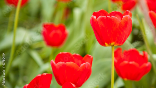 Flowerbed with red tulips