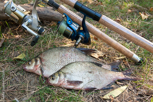 Several common bream fish on the natural background. Catching freshwater fish and fishing rods with reels on green grass.