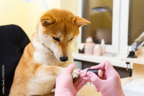 Shiba Inu dog an appointment at the beautician