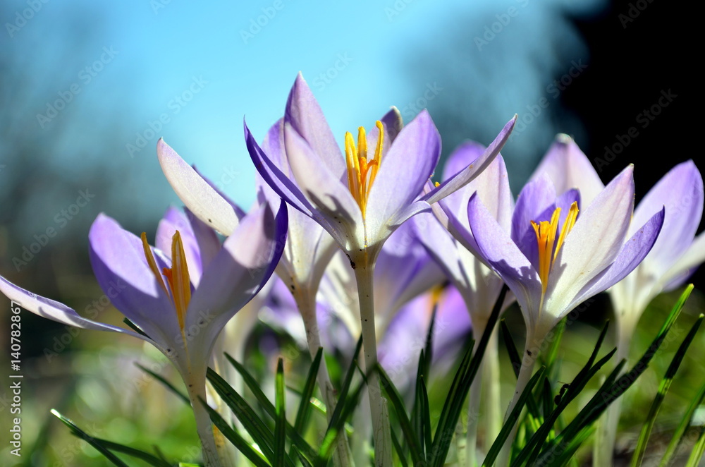 Fototapeta premium Krokusse in der Frühlingssonne