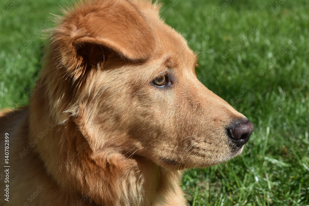 Profile a Little Red River Dog Stock-foto | Adobe