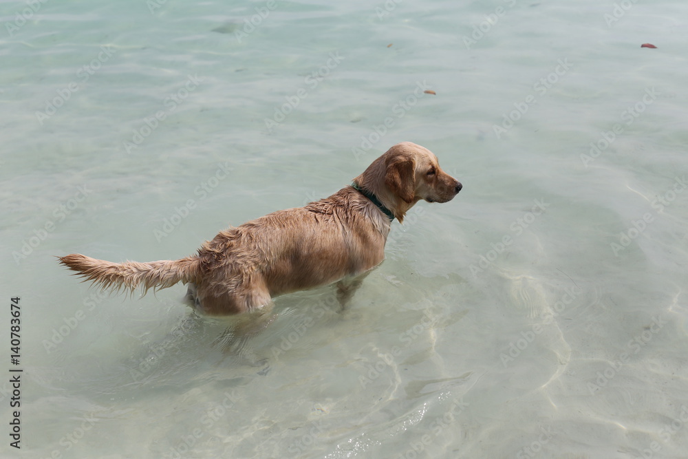 Dogs playing in the sea.