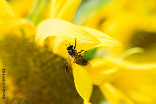 Close up of Bee mold pollen on yellow blooming sunflower.( Macro photo set )