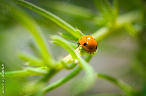 Ladybug on grass green on blur background.