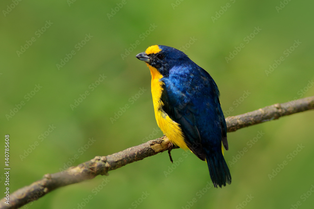 Yellow-throated Euphonia, Euphonia hirundinacea, blue and yellow exotic bird from the Costa rica. Birdwatching in South America. Tanager with clear green background. Bird from Costa Rica forest. Yellow-throated Euphonia, Euphonia hirundinacea, blue and yellow exotic bird from the Costa rica. Birdwatching in South America. Tanager with clear green background. Bird from Costa Rica forest.