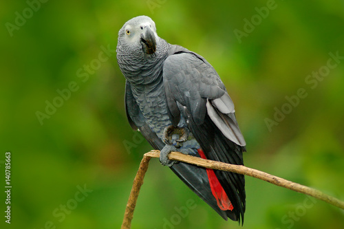Parrot in the green forest habitat. African Grey Parrot, Psittacus erithacus, sitting on branch, Kongo, Africa. Wildlife scene from nature. Parrot in green tropic vegetation. Wildlife scene, nature.