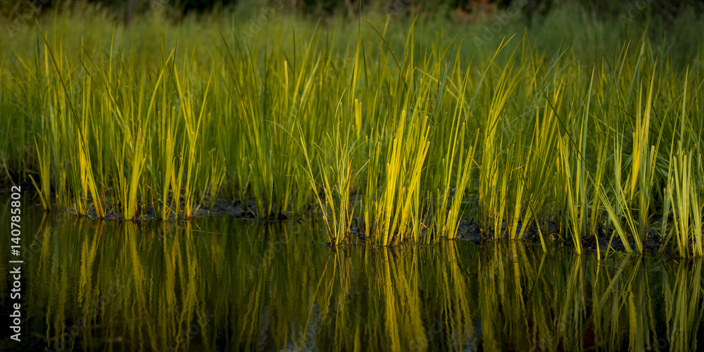 Obraz premium Lake of the Woods, Ontario, Canada