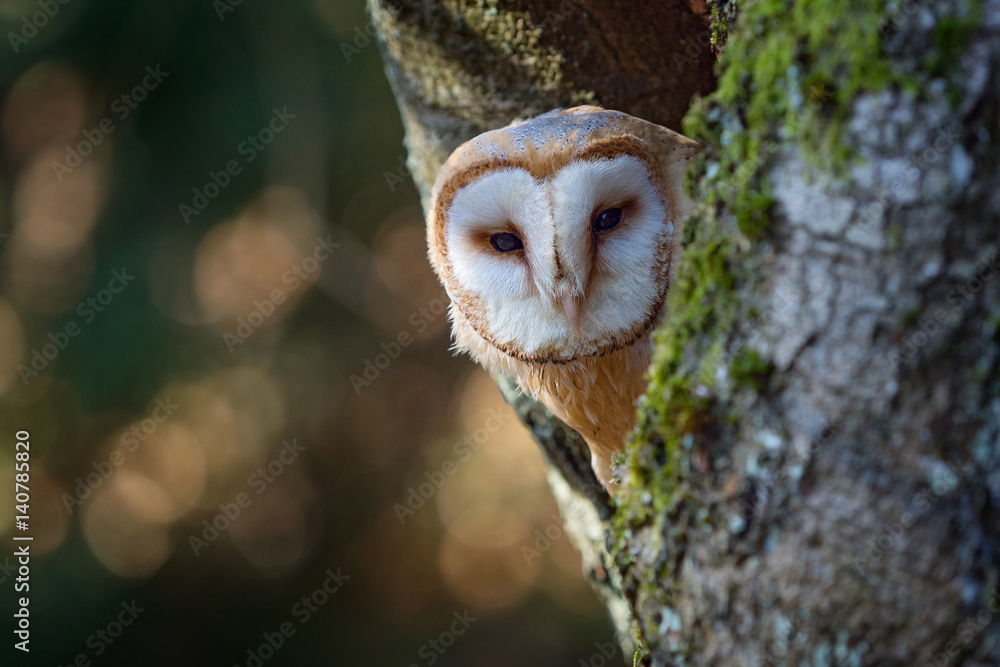 Fototapeta premium Evening with bird. Barn owl sitting on tree trunk at the evening with nice light near the nest hole. Wildlife scene from nature. Animal behaviour in habitat. Owl hidden in the nest.