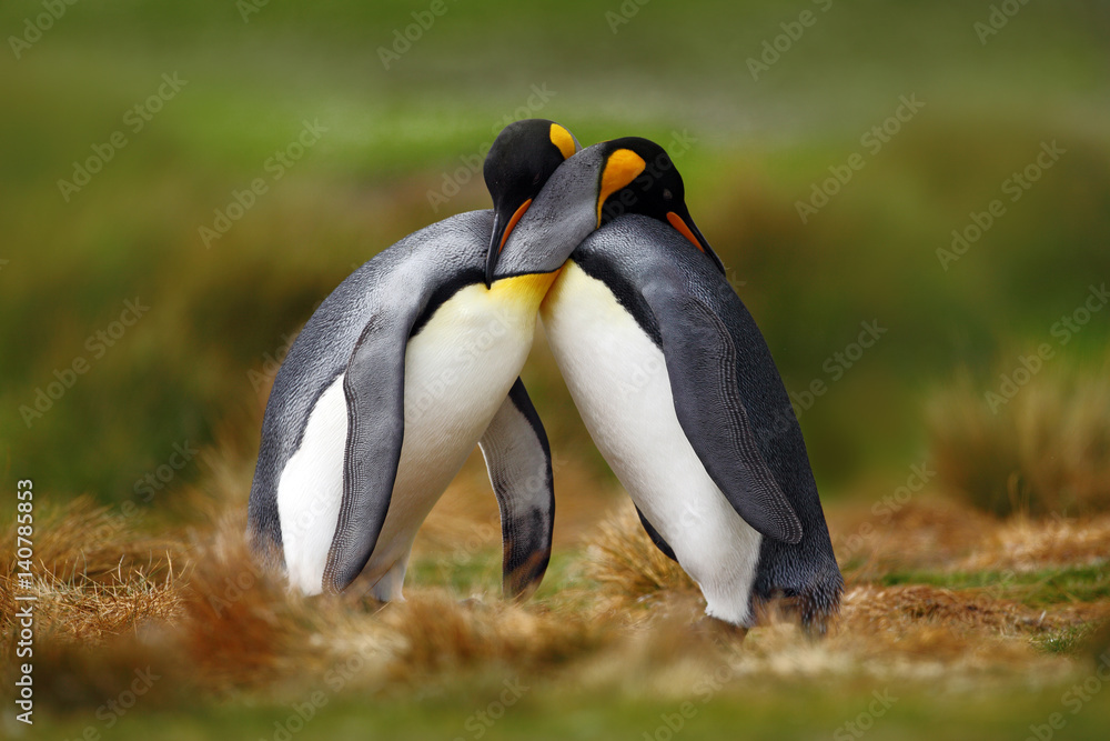 Animal love. King penguin couple cuddling, wild nature, green background.  Two penguins making love. in the grass. Wildlife scene from nature. Bird  behaviour, wildlife scene from nature, Antarctica. Stock Photo | Adobe
