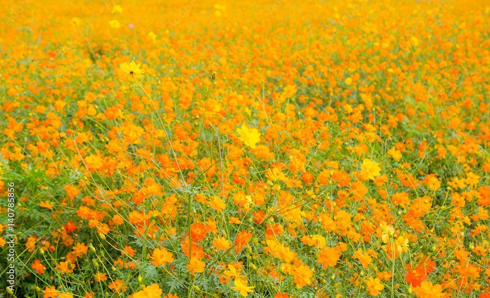Beautiful yellow and red cosmos flowers field.