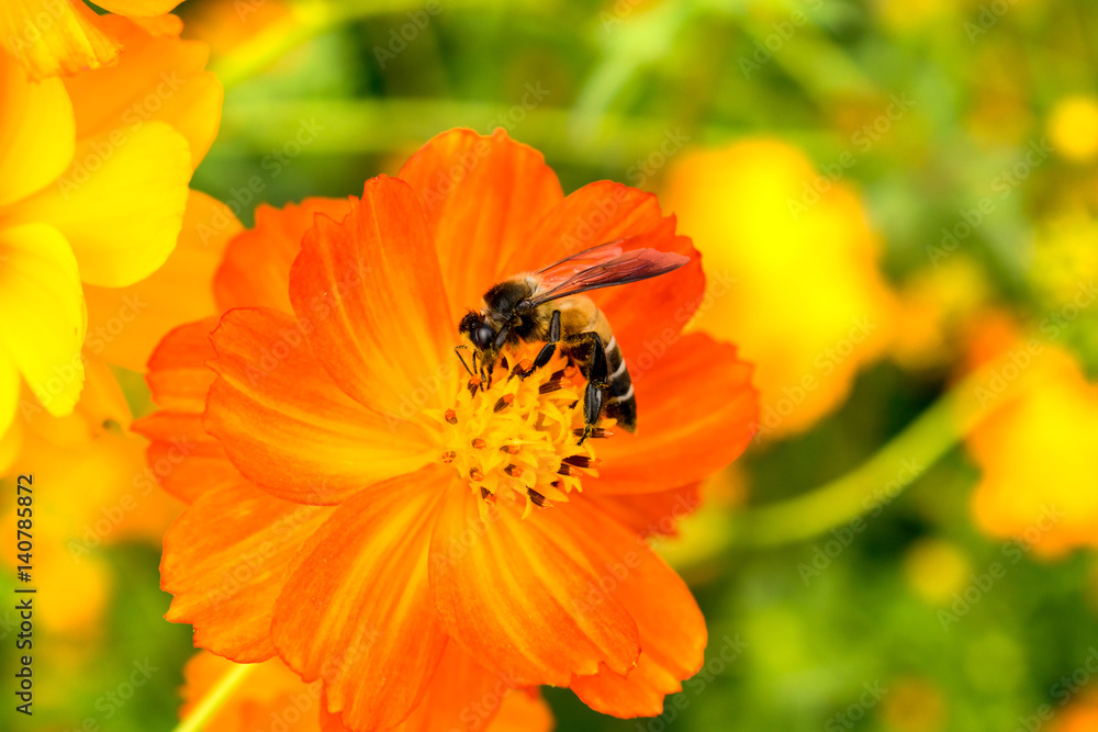 Close up of Bee on yellow blooming cosmos flower.( Macro photo ) Close up of Bee on yellow blooming cosmos flower.( Macro photo )