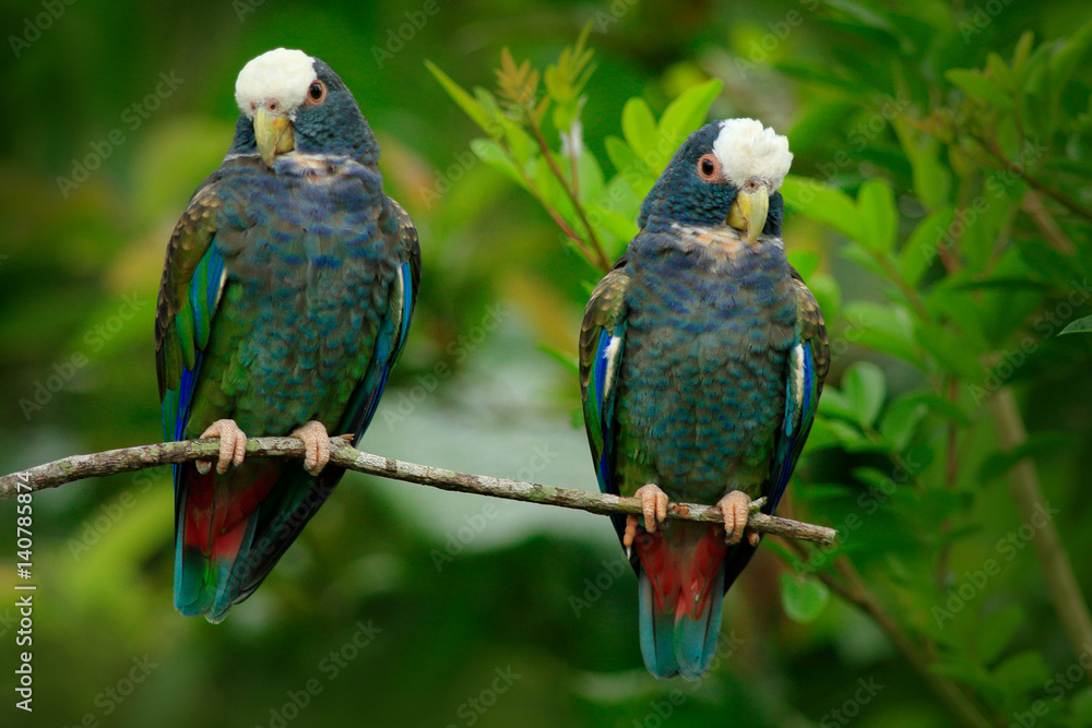 Obraz premium Pair of birds, green and grey parrot, White-crowned Pionus, White-capped Parrot, Pionus senilis, in Costa Rica. Love on the tree. Parrots courtship in the nature. Pair of parrots in the tropic forest.
