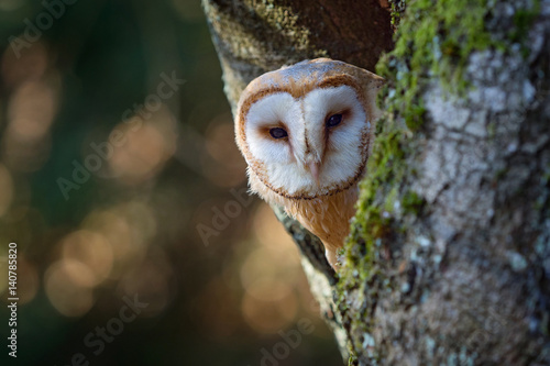 Evening with bird. Barn owl sitting on tree trunk at the evening with nice light near the nest hole. Wildlife scene from nature. Animal behaviour in habitat. Owl hidden in the nest.