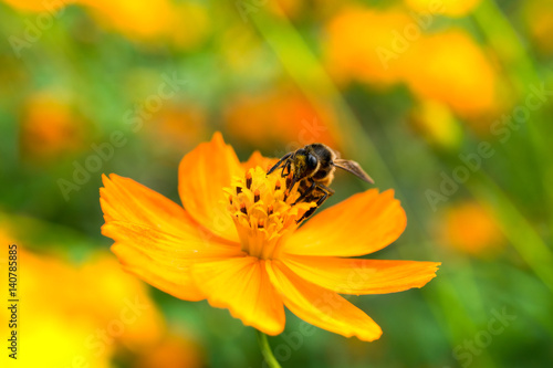 Close up of Bee on yellow blooming cosmos flower.( Macro photo )