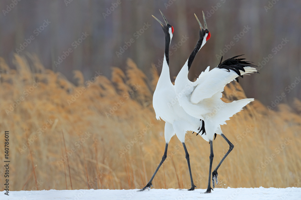 Obraz premium Zachowanie ptaków w siedlisku traw. Tańcząca para żurawia koronnego z otwartym skrzydłem w locie z burzą śnieżną, Hokkaido, Japonia. Ptaki z otwartym rachunkiem. Scena dzikiej przyrody z natury. Mroźna zima.