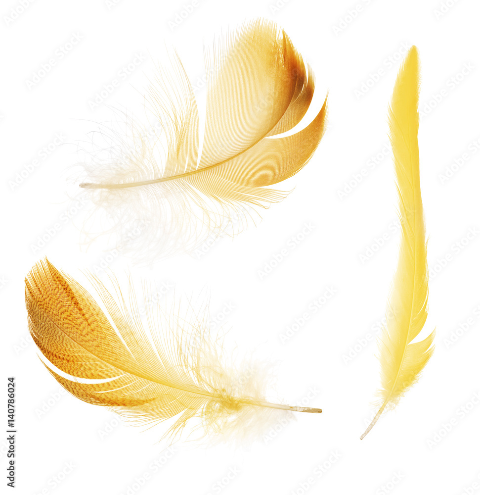 Naklejka premium three different orange feathers isolated on white