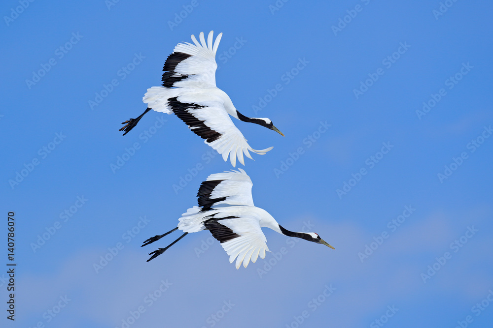 Obraz premium Two birds on the sky. Flying White two birds Red-crowned crane, Grus japonensis, with open wing, blue sky with white clouds in background, Hokkaido, Japan. Cranes in blue. Winter scene from Japan.