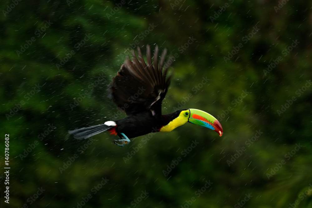 Fototapeta premium Flying tropic bird during strong rain. Keel-billed Toucan, Ramphastos sulfuratus, bird with big bill fly above the forest. Beautiful wildlife scene. Animal in nature forest animal, Costa Rica.