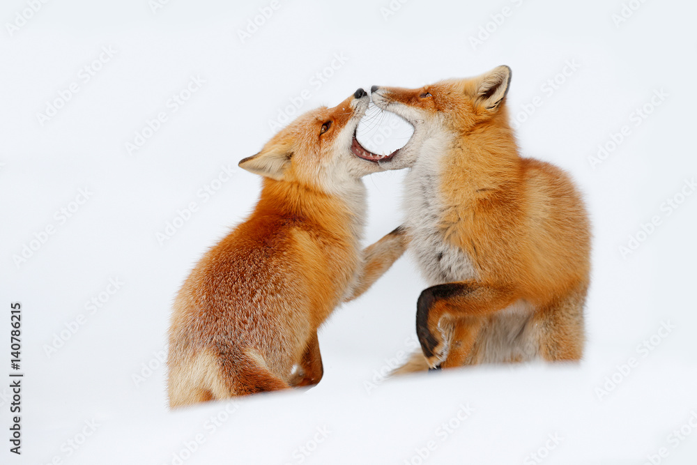 Red fox pair playing in the snow. Funny moment in nature. Winter scene with orange fur wild animal. Red Fox in snow winter, Wildlife scene from Hokkaido, Japan. Two animals with open muzzle. Fox love.