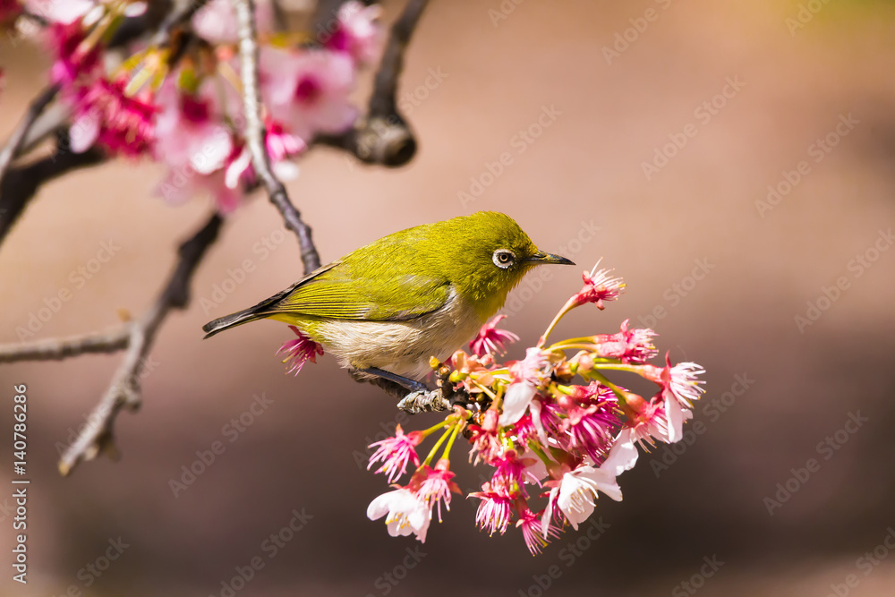 The Japanese White eye.The background is winter cherry blossoms. Located in Tokyo Prefecture Japan. The Japanese White eye.The background is winter cherry blossoms. Located in Tokyo Prefecture Japan.