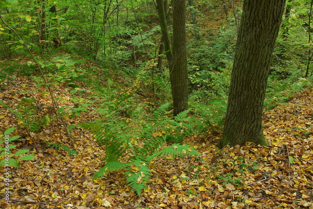 Wrzelowiecki Park Krajobrazowy. Wrzelowiecki Park Krajobrazowy.