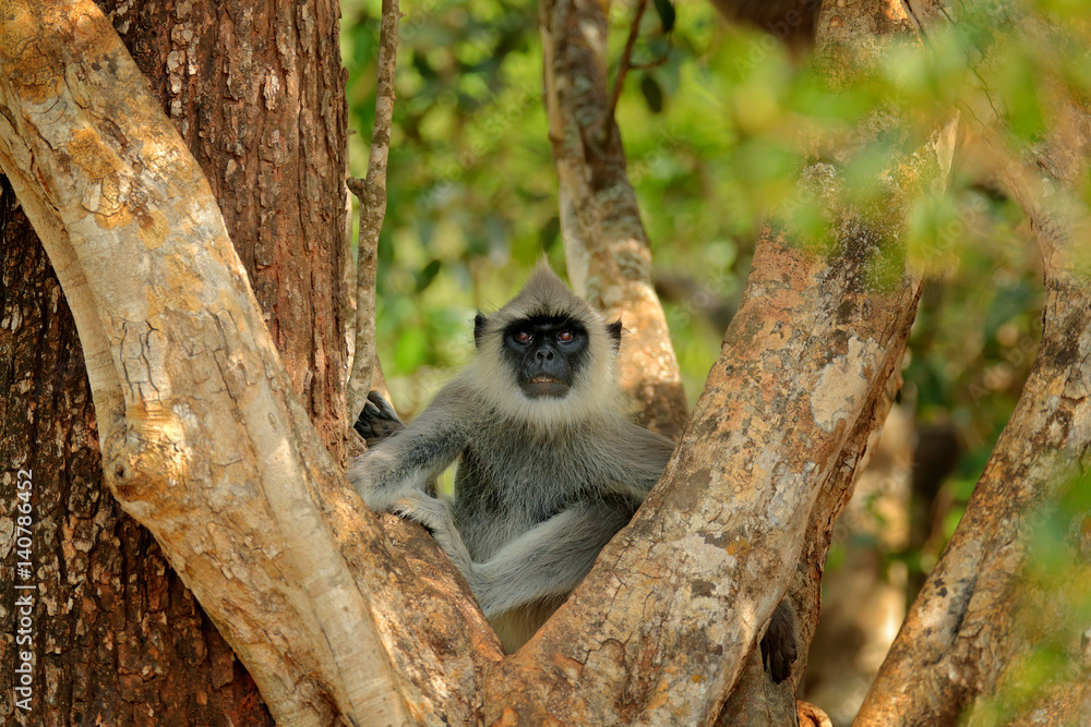 Common Langur, Semnopithecus entellus, monkey sitting in tree, nature habitat, Sri Lanka. Feeding scene with langur. Wildlife of Sri Lanka. Monkey in nature habitat, clear background and foreground.