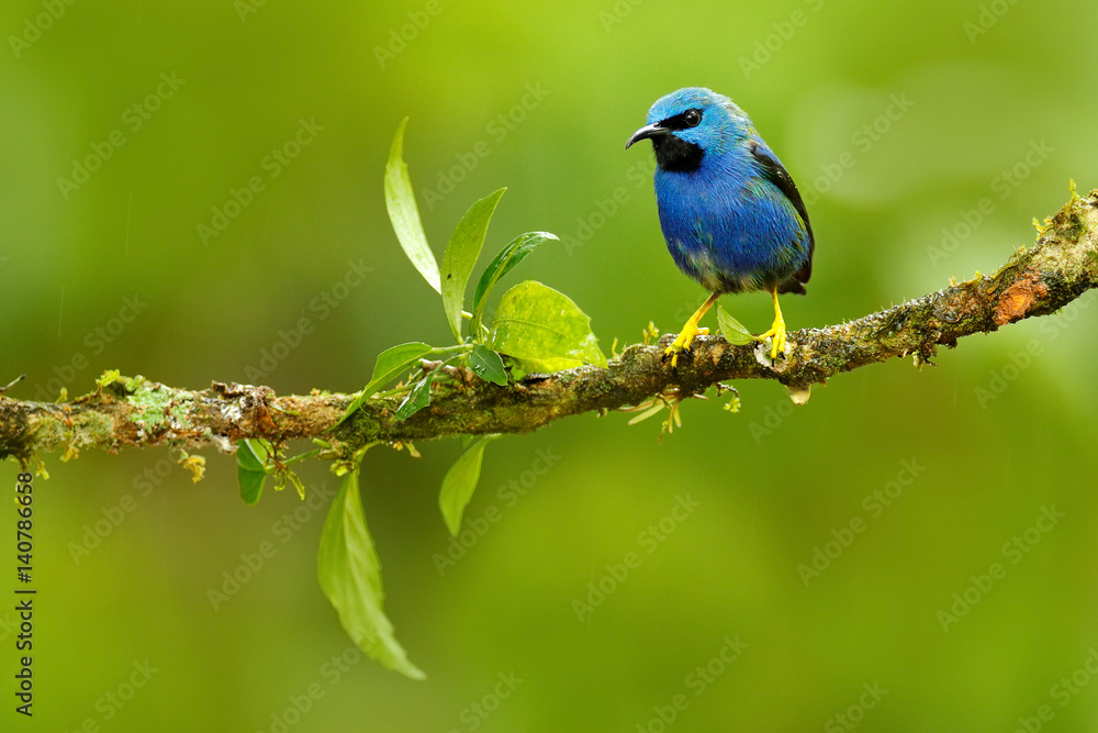 Fototapeta premium Shining Honeycreeper, Cyanerpes lucidus, exotic tropic blue tanager with yellow leg, Costa Rica. Blue songbird in the nature habitat. Beautiful blue exotic tropic blue bird with yellow leg, Panama.