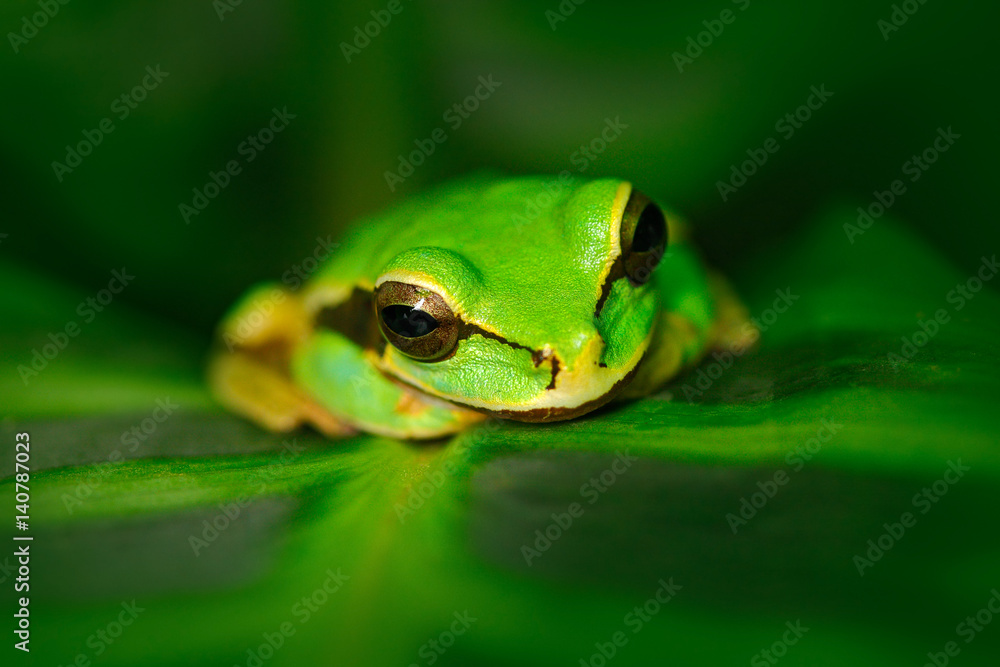 Frog in nature habitat. Masked Smilisca, Smilisca phaeota, exotic tropic green frog from Costa Rica, close-up portrait. Animal sitting on the leaves. Art view of nature. Widlife Costa Rica. Frog in nature habitat. Masked Smilisca, Smilisca phaeota, exotic tropic green frog from Costa Rica, close-up portrait. Animal sitting on the leaves. Art view of nature. Widlife Costa Rica.