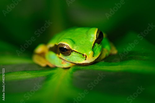 Frog in nature habitat. Masked Smilisca, Smilisca phaeota, exotic tropic green frog from Costa Rica, close-up portrait. Animal sitting on the leaves. Art view of nature. Widlife Costa Rica.
